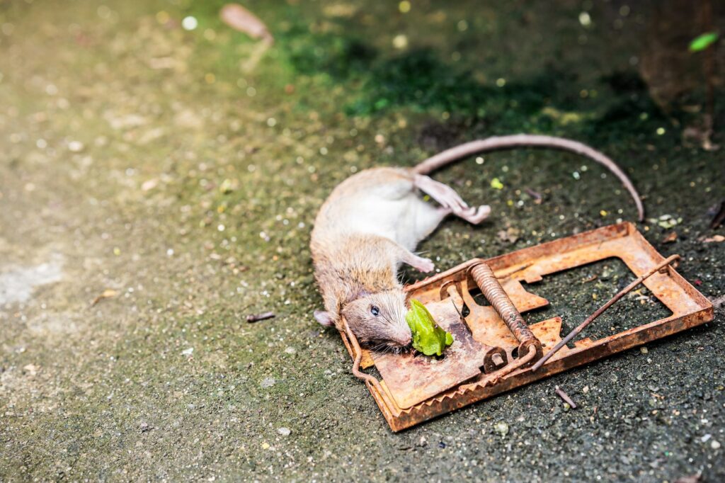 L’exclusion des rats et des souris