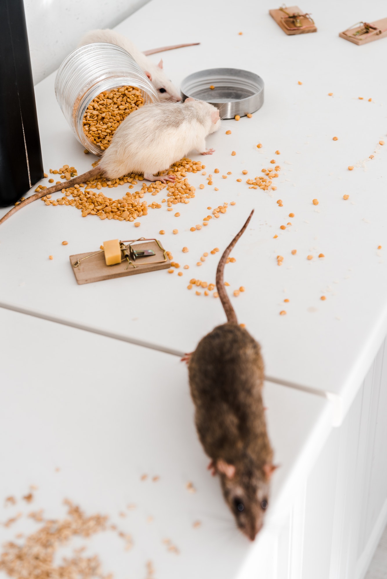 selective focus of small rats near glass jar with peas on messy table