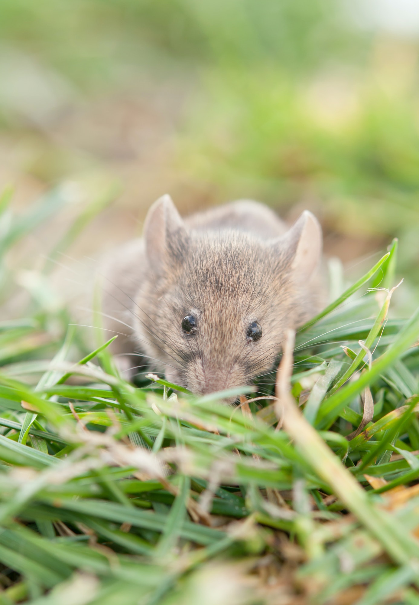 Quel est le produit le plus efficace contre les rats ?