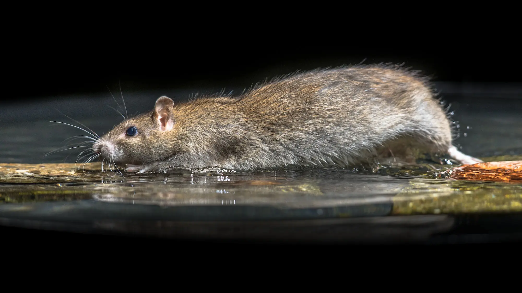 Dératisation : comment se débarrasser des rats une bonne fois pour toutes ?