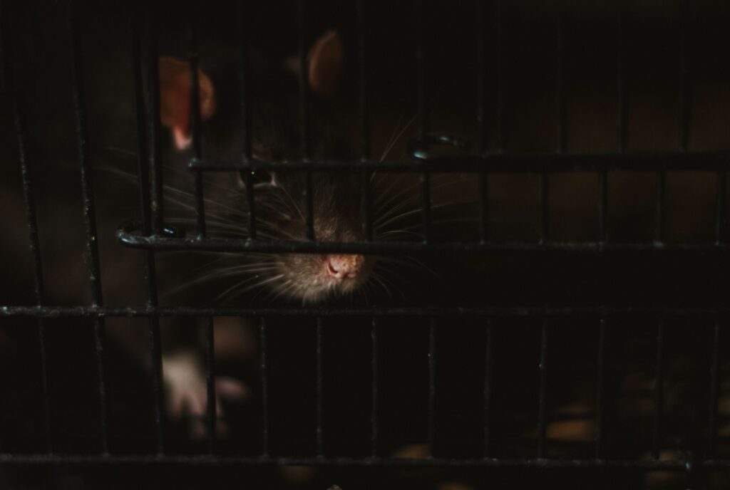 Se débarrasser des rats nécessite une combinaison de méthodes éprouvées et une persévérance constante.
