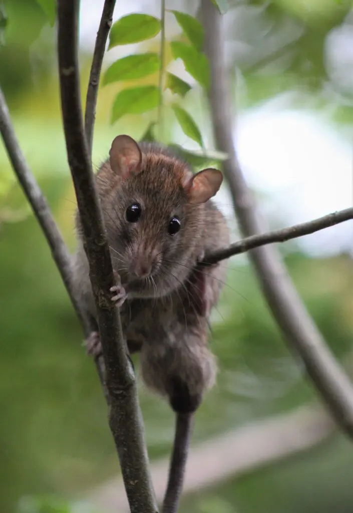 Les différents solutions professionnelles pour éradiquer une infestation de  rats - Badbugs