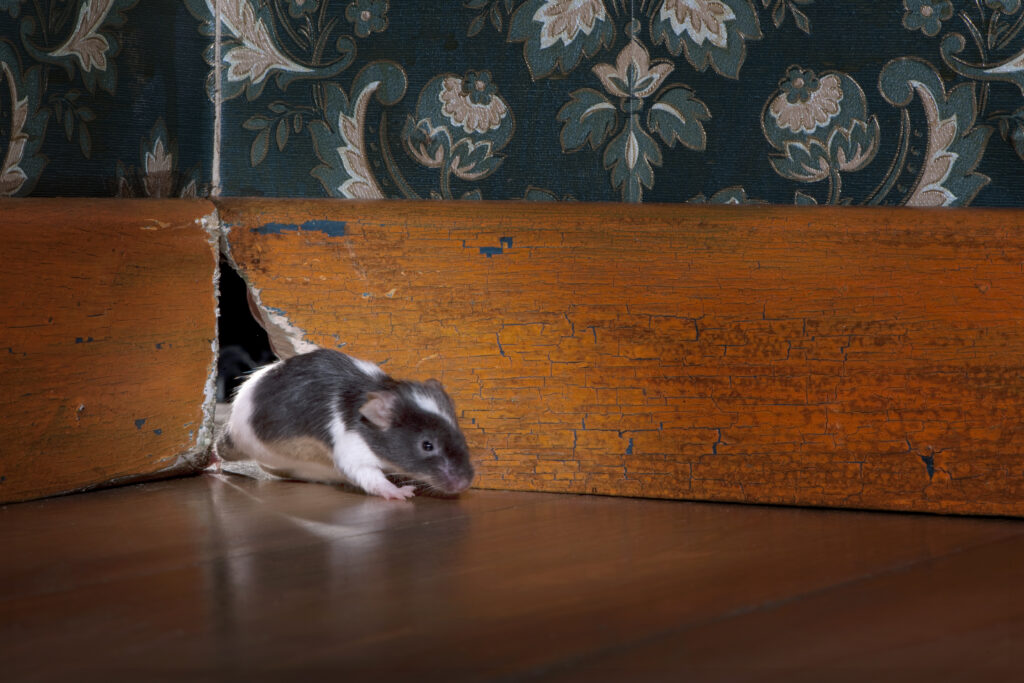 Comment prévenir une infestation de souris ?